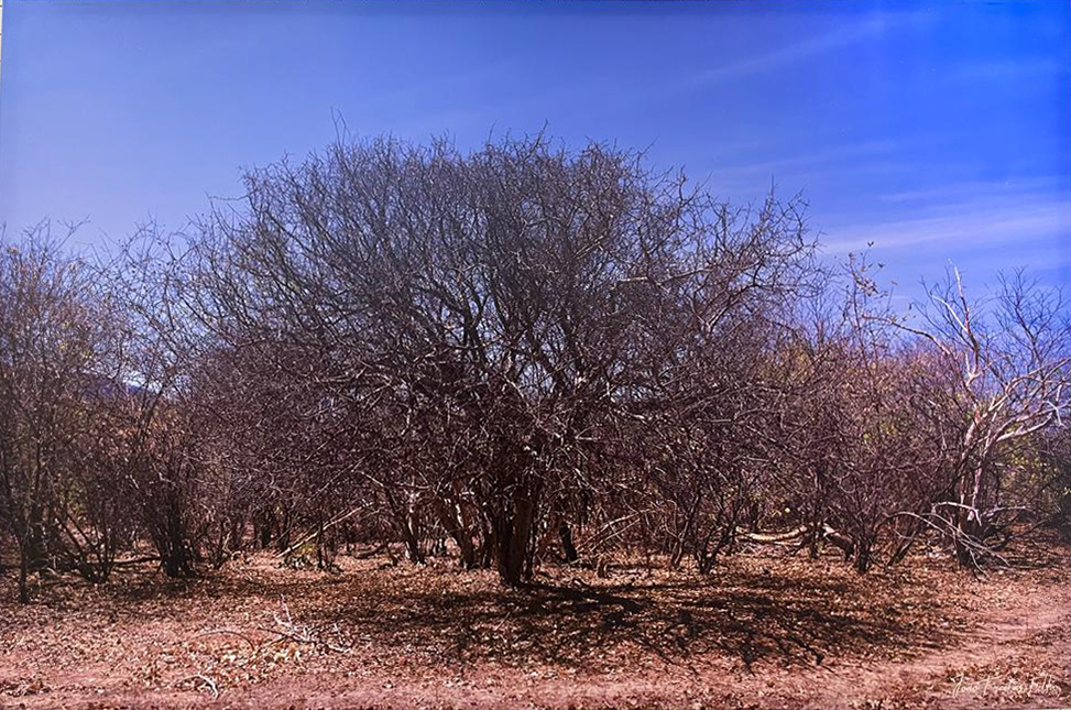 Atacama da Caatinga V